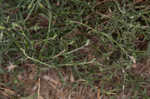 Dwarf horseweed